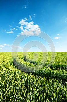 Green wheat field with tractor trails