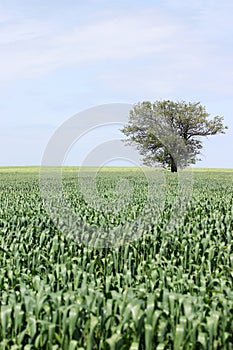 Green wheat field and tree