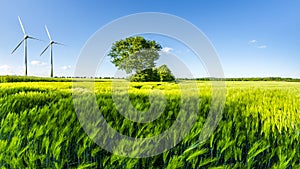 Green wheat field with tree, blue sky and wind wheels