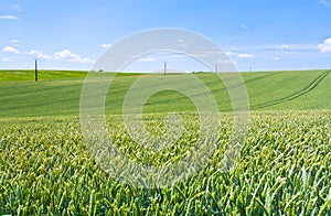 Green wheat field under blue sky
