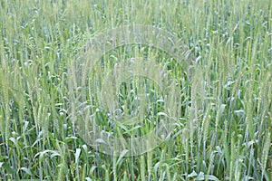 Green Wheat Field Under Dramatic Cloudy Sky