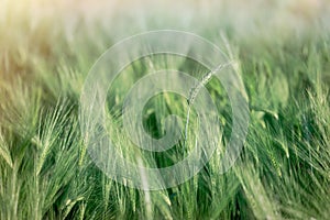 Green wheat field, unripe crop field lit by sunlight, wheat, oat, rye, barley - unripe agricultural field