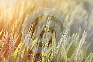 Green wheat field - unripe wheat lit by sunlight, late afternoon in wheat field
