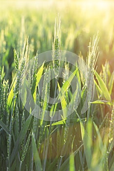 Green wheat field - unripe wheat wheat field lit by sunlight