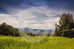 Green wheat field waving wind landscape