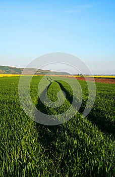 Green wheat field, in the west of Romania, Europe