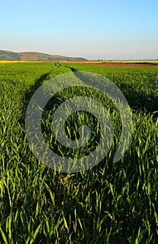 Green wheat field, in the west of Romania, Europe