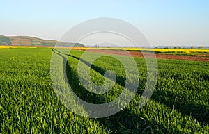 Green wheat field, in the west of Romania, Europe