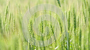 Green wheat in field in windy day. Crop of cereals, agriculture land, farming.