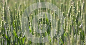 green wheat field in windy weather, green wheat