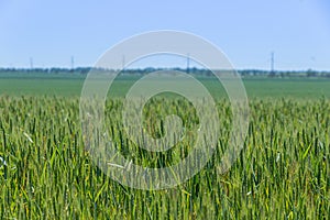 Green wheat field with young plant under blue sky