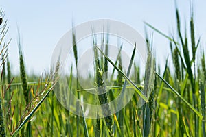 Green wheat field with young plant under blue sky