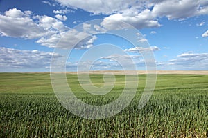 Green wheat fields