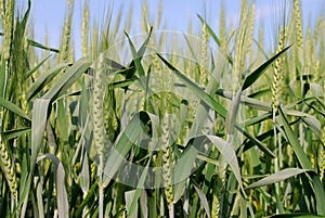 Green Wheat Fields