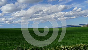 Green wheat fields and city, wheat fields and nature in spring,