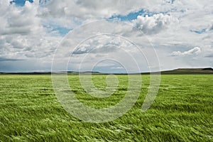 Green wheat fields