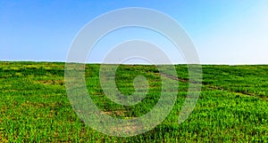 Green wheat fields in Hanzhong, Shaanxi