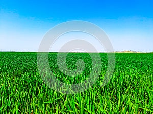 Green wheat fields in Hanzhong, Shaanxi