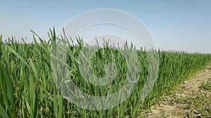 Green wheat fields in Hanzhong, Shaanxi