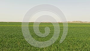 Green wheat fields in Hanzhong, Shaanxi