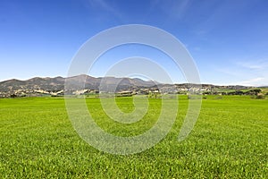 green wheat fields on hills