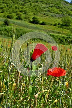 Green Wheat fields and Little Poppy Flowers at Autumn.