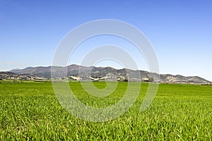 green wheat fields with mountain and blue sky