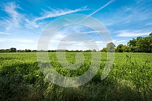 Green Wheat Fields in Springtime - Padan Plain or Po valley Lombardy Italy