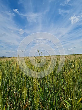 green wheat filed with clear blue sky spring on a sunny day