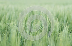 Green wheat filed in the countryside
