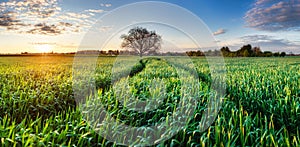 Green Wheat flied panorama with tree at sunset, rural countryside