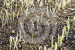 Green wheat in a frost