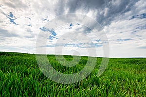 Green Wheat or Grass and Blue Sky with Clouds. Farmland or Countruside Landscape