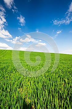 Green Wheat or Grass and Blue Sky with Clouds. Farmland or Countruside Rural  Landscape