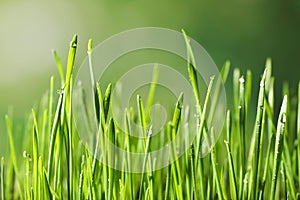 Green wheat grass with dew drops on blurred background