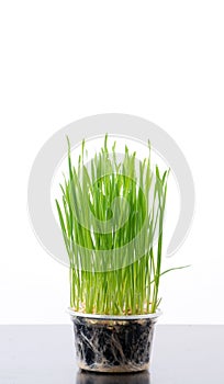 .Green wheat grass isolated on white background