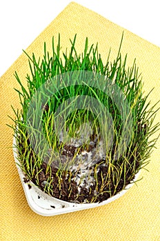 Green wheat grass with mustiness isolated