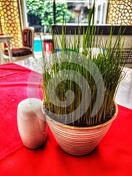 Green wheat grass in a pot