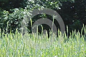 Green Wheat Growing in a Field with Trees in the Background