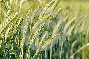 Green wheat growing in a wheat field