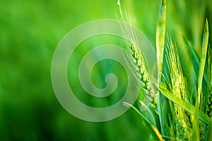 Green Wheat Head in Cultivated Agricultural Field