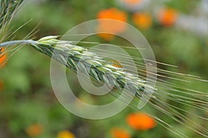 Green wheat heads close up