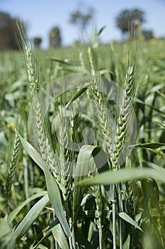 Green wheat heads