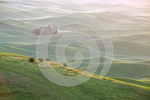 Green wheat hill from palouse