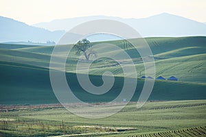 Green wheat hill from palouse