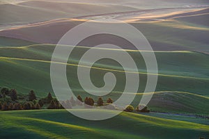 green wheat hill from palouse