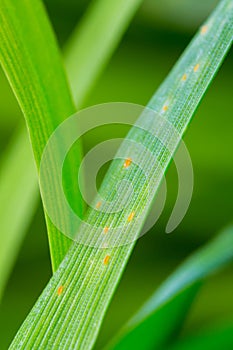 Green wheat leaves with wheat leaf rust disease, puccinia triticina fungus