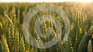 Green wheat lit by sunlight