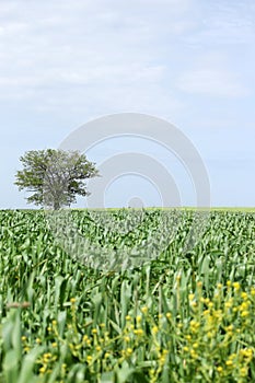 Green wheat and one tree