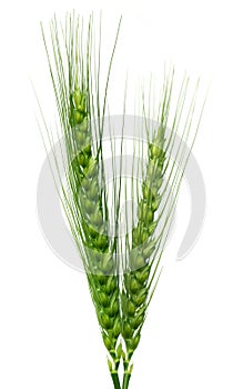 Green wheat